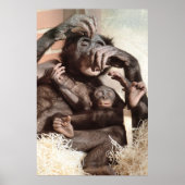 POSTER CHIMPANZEES (Devant)