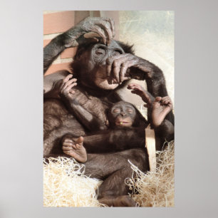POSTER CHIMPANZEES