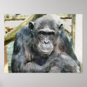POSTER CHIMPANZÉS