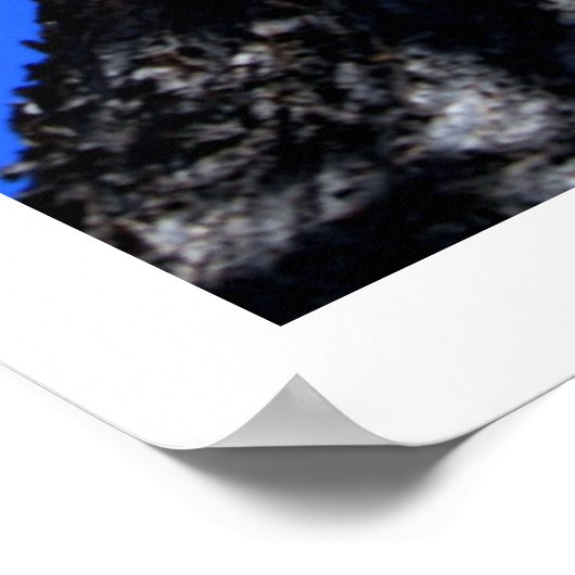 Poster Chinaberry (Coin)