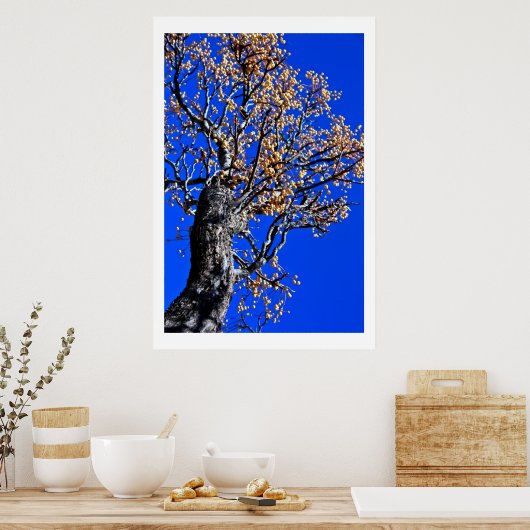Poster Chinaberry Tree contre Azure Sky (Cuisine)