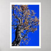 Poster Chinaberry Tree contre Azure Sky (Devant)