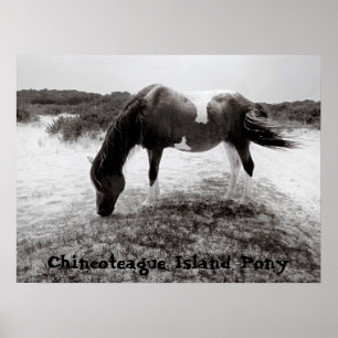 Poster Chincoteague Island Pony