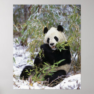 Poster Chine, province du Sichuan. Le Panda géant se nour