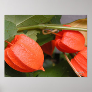 Poster Chinese lantaarn