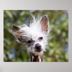 POSTER CHINOIS CRESTED CHIEN (SANS CHEVEUX)