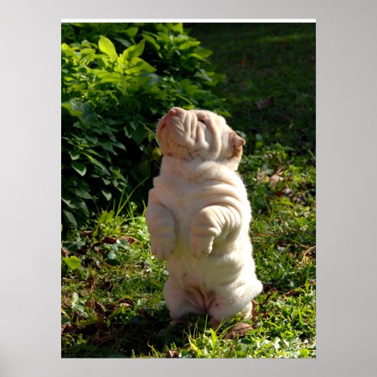 Poster chinois Shar pei Puppy (Devant)