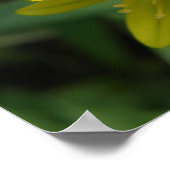 Poster Chionodoxa jaune imprimé (Coin)