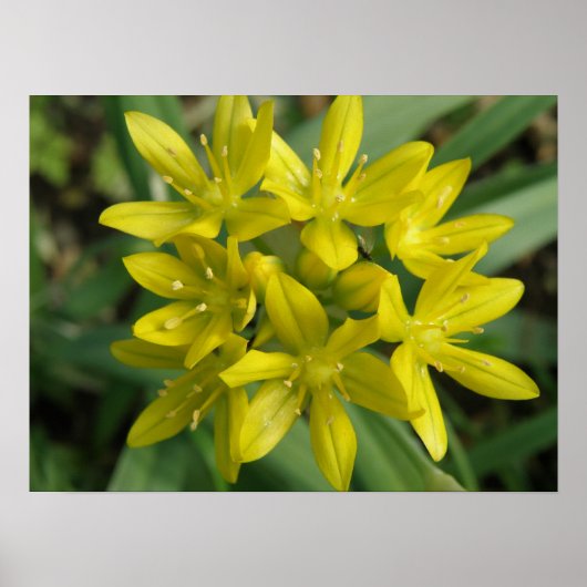 Poster Chionodoxa jaune imprimé (Devant)