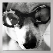 Poster chiot (Devant)