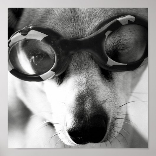 Poster chiot (Devant)