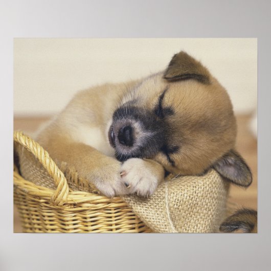 Poster Chiot 3 (Devant)