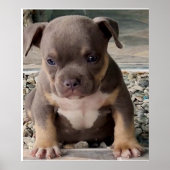 Poster chiot à pain de taureau américain (Devant)