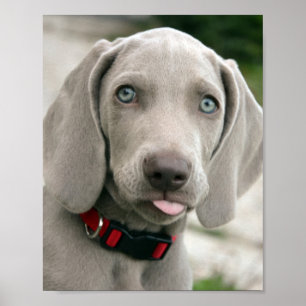 Poster Chiot adorable de weimaraner