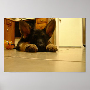 Poster Chiot allemand somnolent