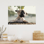 Poster Chiot allemand sur la haie (Cuisine)