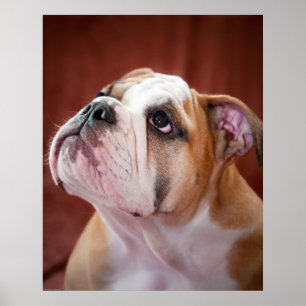 Poster Chiot anglais de bouledogue