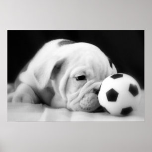 Poster Chiot anglais de bouledogue "de nez de ballon de