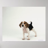 Poster chiot beagle (Devant)