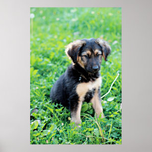 Poster Chiot berger allemand