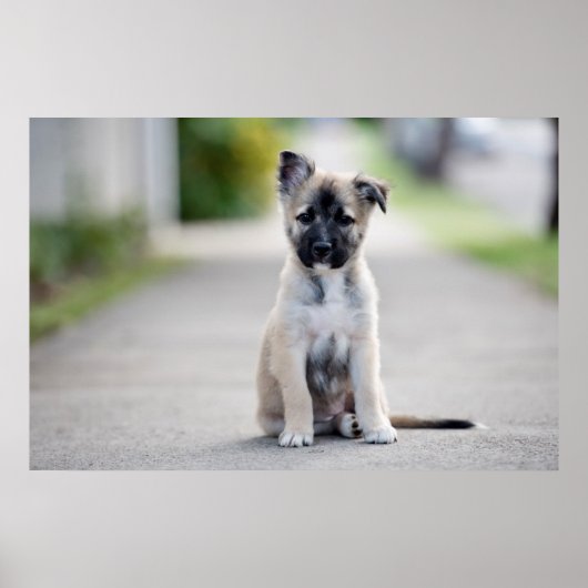 Poster Chiot berger allemand sur le sentier (Devant)