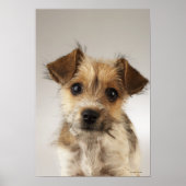 Poster Chiot (Canis familiaris) 2 (Devant)