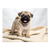 Chiot carlin adorable