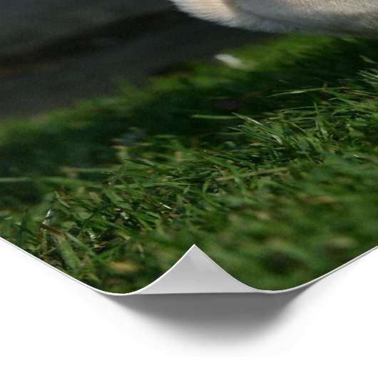 Poster Chiot Carlin inconnu (Coin)