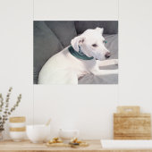 Poster Chiot Chien Blanc Adorable Mignon Portant une Écha (Cuisine)