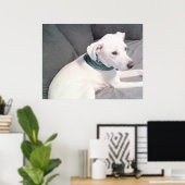 Poster Chiot Chien Blanc Adorable Mignon Portant une Écha (Bureau à domicile)