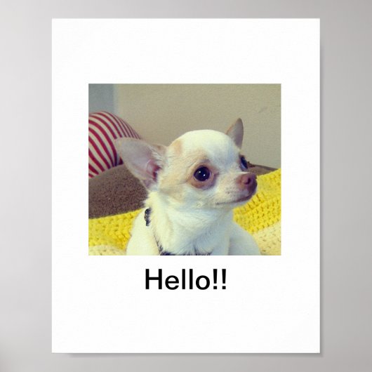 Poster Chiot Chihuahua (Devant)
