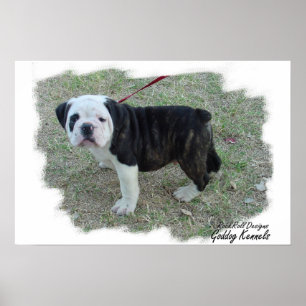 Poster Chiot d'antan de Bulldogge de l'anglais
