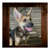 Poster Chiot d'Athéna (Devant)