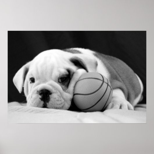 Poster Chiot de basketball anglais (Devant)