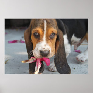 Poster Chiot de Basset Hound