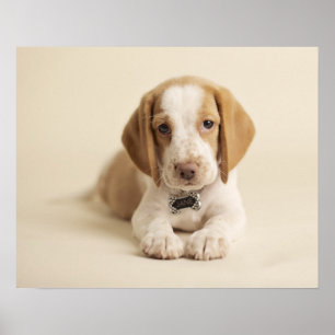 Poster Chiot de beagle