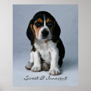 Poster Chiot de beagle