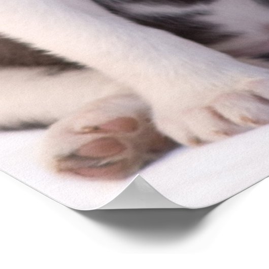 Poster Chiot de bébé doux (Coin)