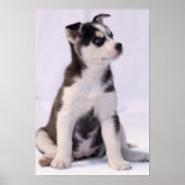 Poster Chiot de bébé doux (Devant)