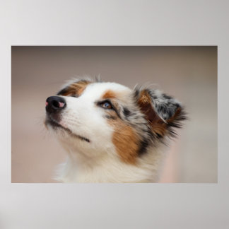 Poster Chiot de berger australien