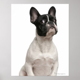 Poster Chiot de bouledogue français (5 mois)
