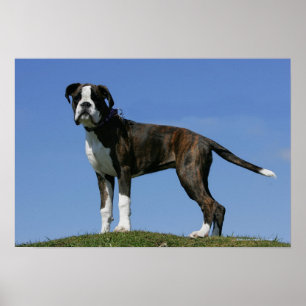 Poster Chiot de boxeur de bébé de 3 mois
