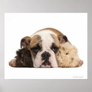 Poster chiot de bulldog anglais (4 mois) et deux