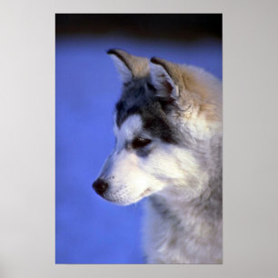 Poster Chiot de chien de traîneau sibérien