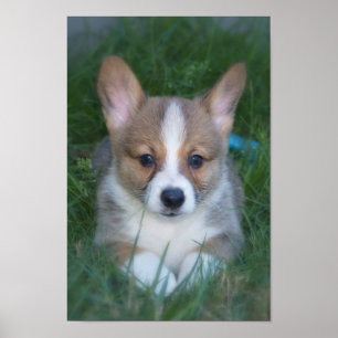 Poster Chiot de corgi