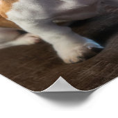 Poster Chiot de Dachshund (Coin)