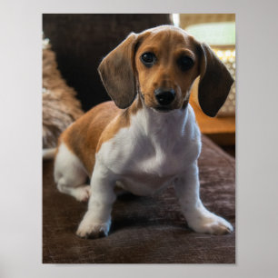 Poster Chiot de Dachshund