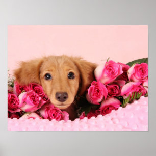 Poster Chiot de Dachshund Entouré de Roses