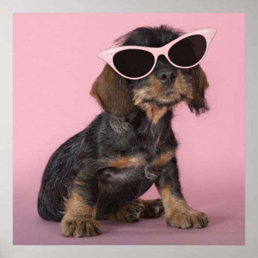 Poster Chiot de Dachshund portant des lunettes de soleil (Devant)