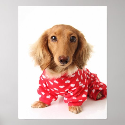 Poster Chiot de Dachshund portant l'tenue de Saint Valent (Devant)